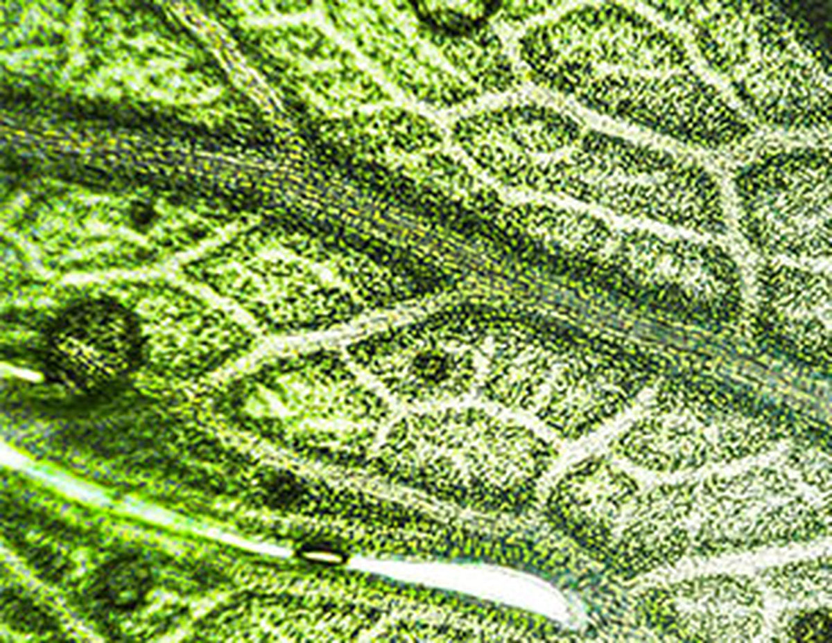 Centella asiatica – nøkkelingrediens i SkinCeuticals Epidermal Repair