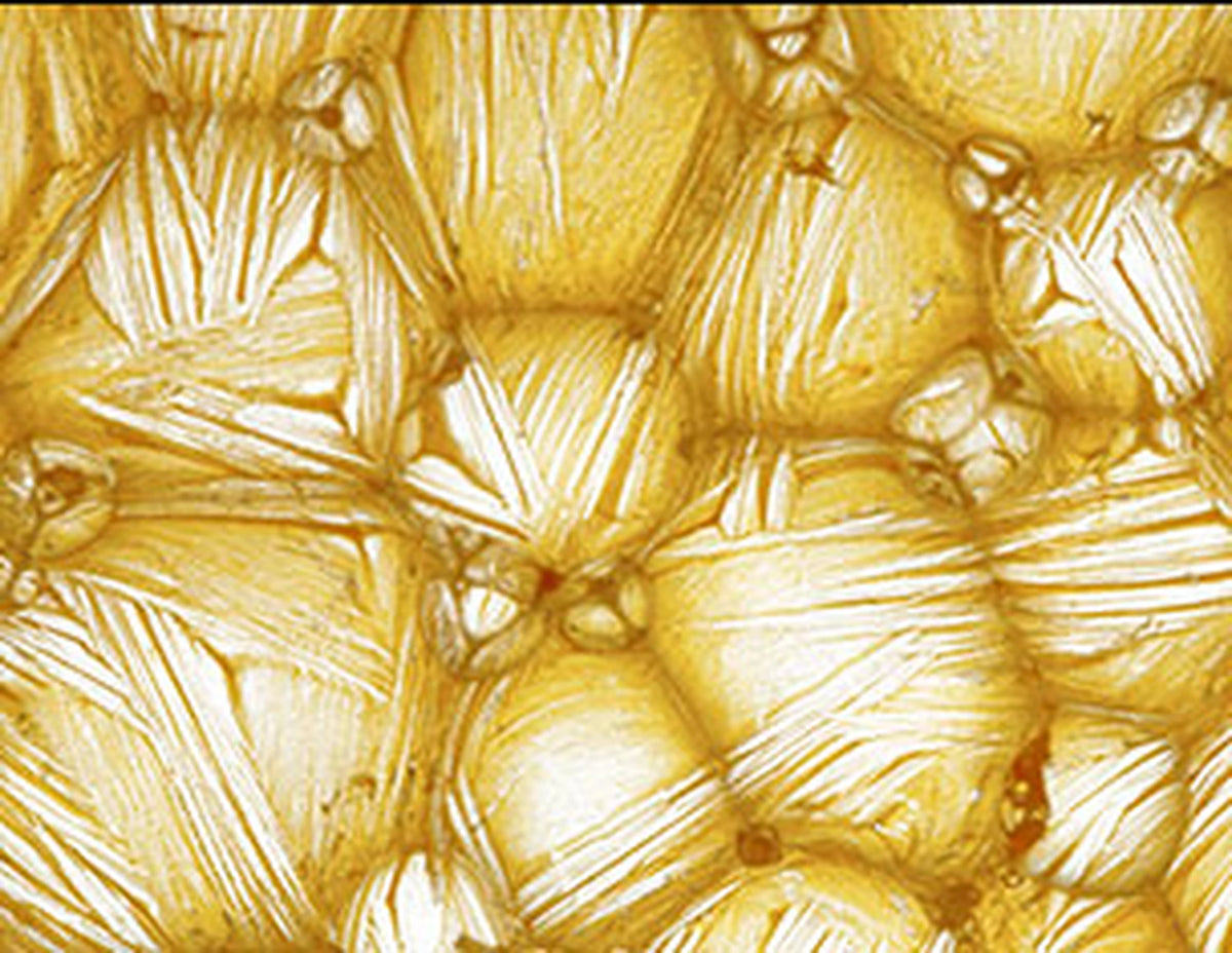 Betaglukan – nøkkelingrediens i SkinCeuticals Epidermal Repair